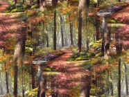 forest-seamless.jpg (68106 byte)