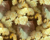yellow mums carnations-seamless.jpg (88574 byte)